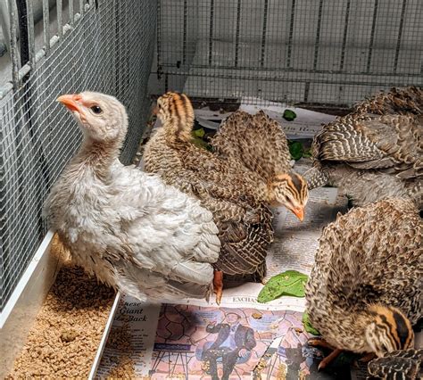 Raising Guinea Fowl At My Farm The Martha Stewart Blog