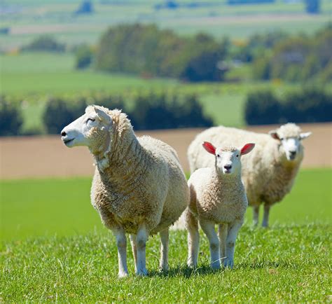 Three Sheep On A Farm Photograph By Alexey Stiop Fine Art America