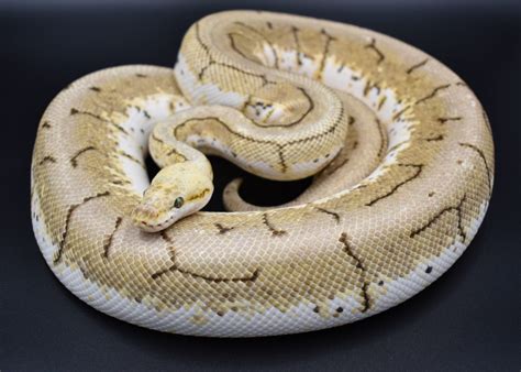 Are Female Or Male Ball Pythons More Aggressive Ball Python Breeder Uk