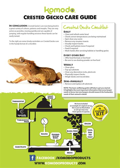 Crested gecko care guide – Artofit