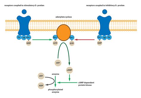 Autonomic Nervous System Functions Of Cells And Human Body