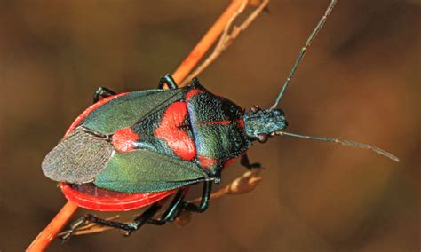 26 Types Of Stink Bugs You Should Know - Epic Gardening