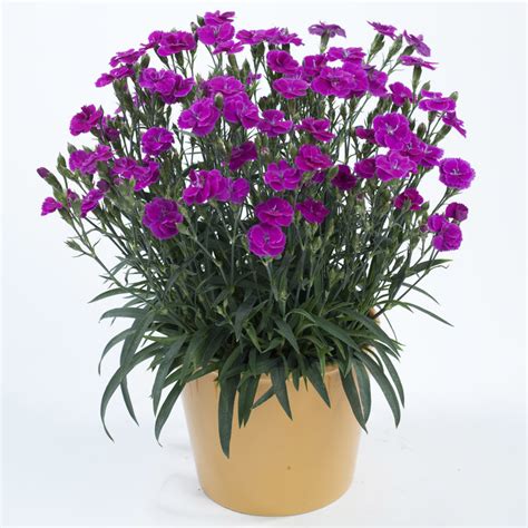 Dianthus Plumarius DELILAH Bicolor Purple ThinkPlants