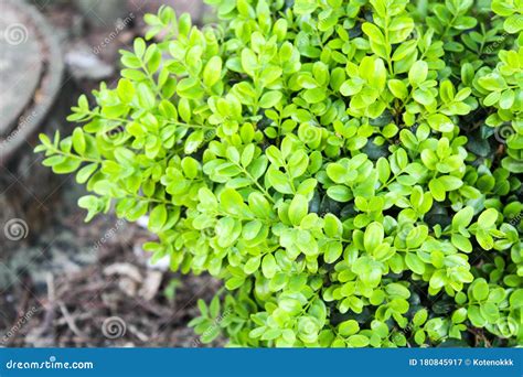 Ornamental Shrub With Round Green Leaves In Spring Garden Stock Image