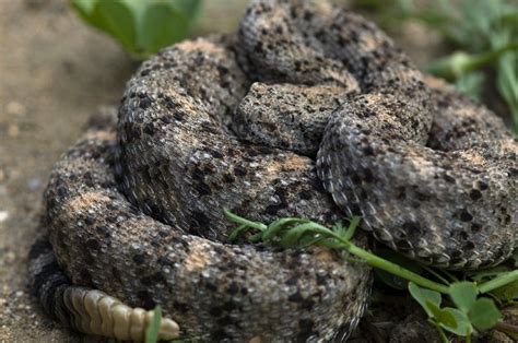 6 Venomous Rattlesnakes In California And How To Identify Them Eureka