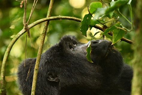 Uganda Safaris Through Kigali Eco Adventure Safaris