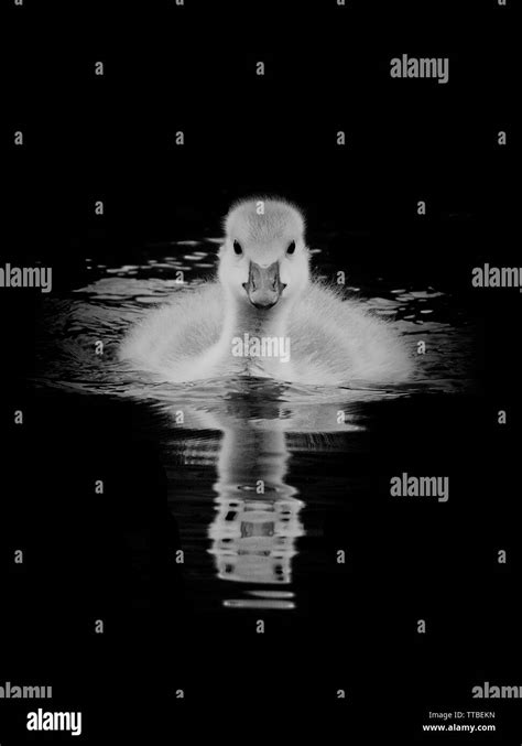 White Gosling Hi Res Stock Photography And Images Alamy