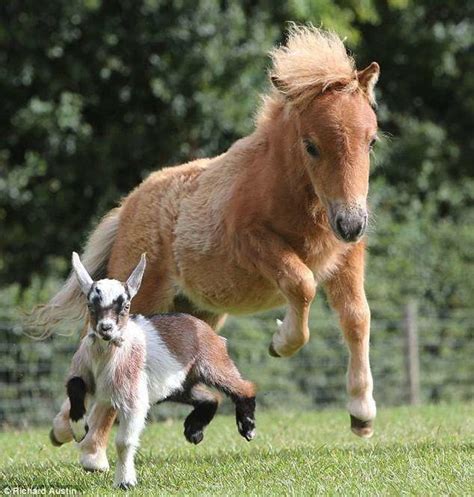 Miniature Goat And Pony Play8ing Together Baby Goats Goats Pigmy Goats