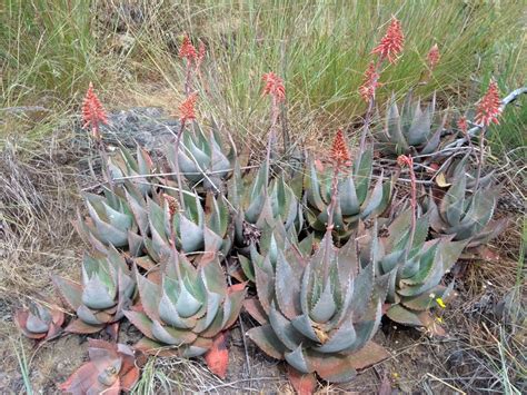 East African Plants A Photo Guide Aloe chabaudii Schönland