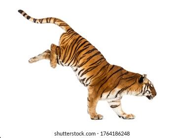 Tiger Jumping Royalty-Free Images, Stock Photos & Pictures | Shutterstock