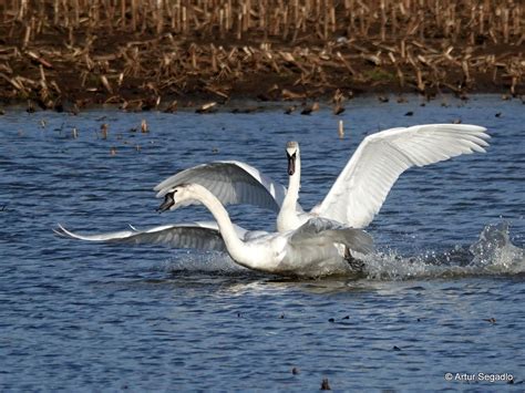 Ein H Ckerschwan Muss Weichen H Ckerschwan Cygnus Olor Flickr