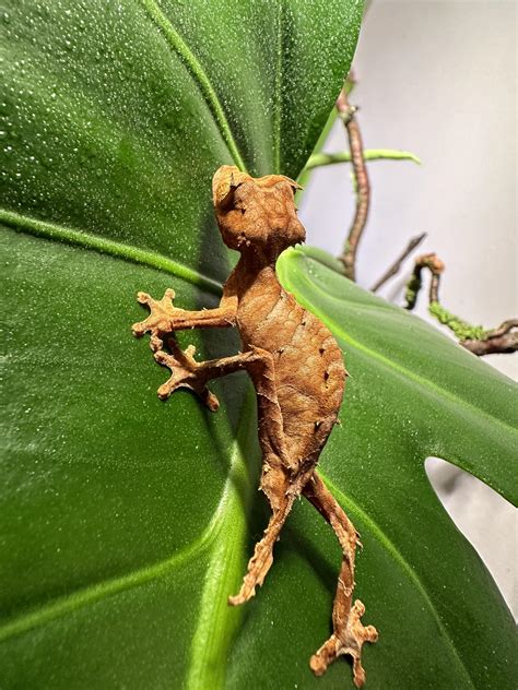 Uroplatus ebenaui male : r/Uroplatus