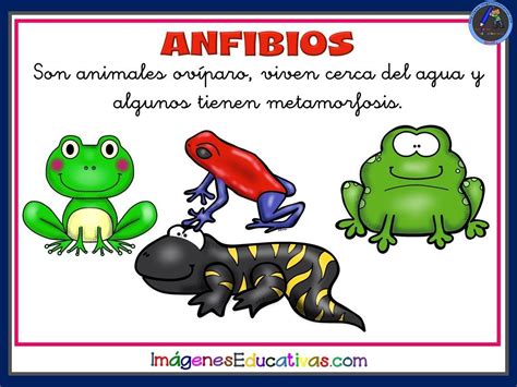 Tipos De Animales 9 Tipos De Animales Animales Oviparos Fichas De