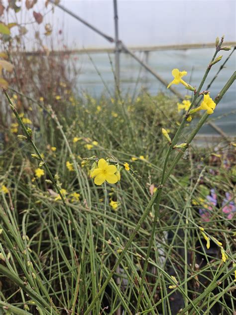 Jasminum nudiflorum (Winter Jasmine) | Proctors Nursery
