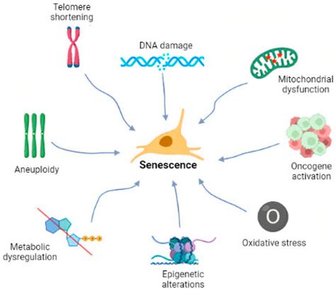 Ijms Free Full Text Cellular Senescence Molecular Targets