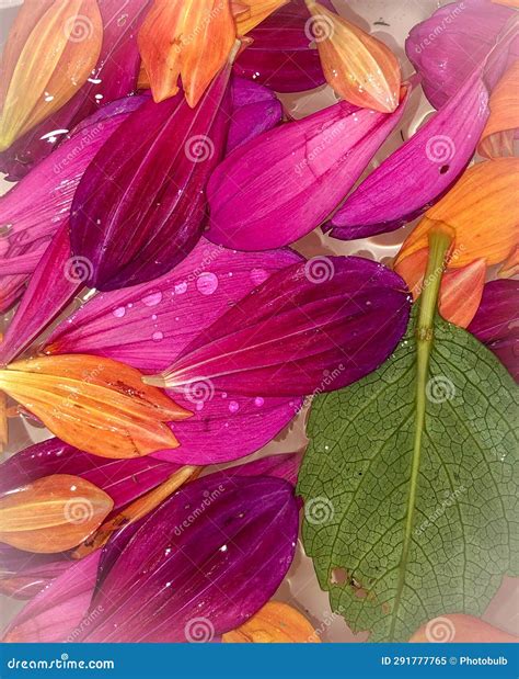 Colorful Dahlia Petals Floating In Water Stock Image Image Of Petals