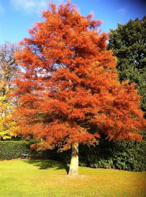 A Guide To Uk S Fastest Growing Trees