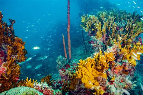 O Caribe N O Aqui Estudo Revela Aspectos Que Distinguem Abrolhos Dos