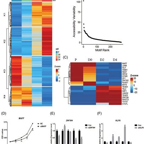 Dynamic Of Chromatin Landscape And Tf Regulatory During Myogenesis A