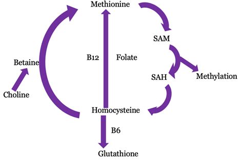 Homocysteine: The Hidden Risk Factor Many Doctors Miss - The School of Applied Functional Medicine