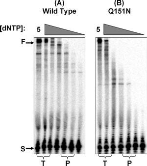 DNTP Concentration Dependent Reverse Transcription Activity Of HIV 1 RT