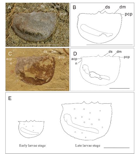 New Data On The Bivalved Arthropod Tuzoia From The Cambrian Series 2