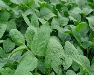 揭秘大豆的植物学身份与营养价值（揭秘大豆的植物学身份与营养价值）花植网