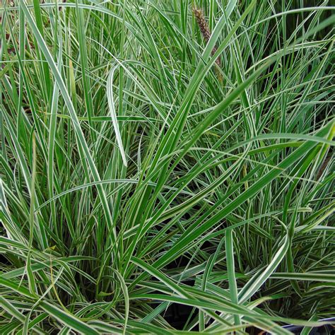 Pennisetum Setaceum Skyrocket Herbe Aux écouvillons Graminée Vivace