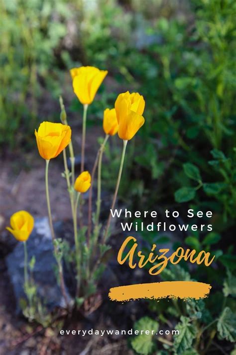 Arizona Wildflowers - Best Places to See Wildflowers in Arizona