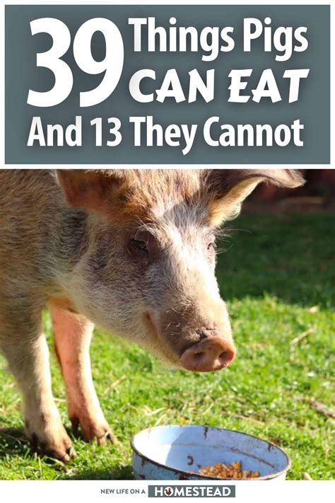 can pigs eat jalapenos 3