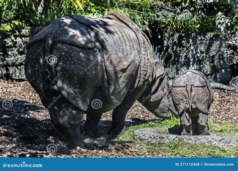 Great Indian Rhinoceros Female and Her Kid 1 Stock Photo - Image of ...