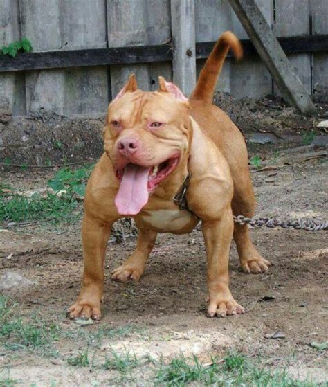 Fierce! | Bully breeds dogs, Pitbull dog, Bully dog