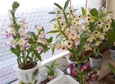 How To Care For A Dendrobium Nobile Orchid With Pictures Smart