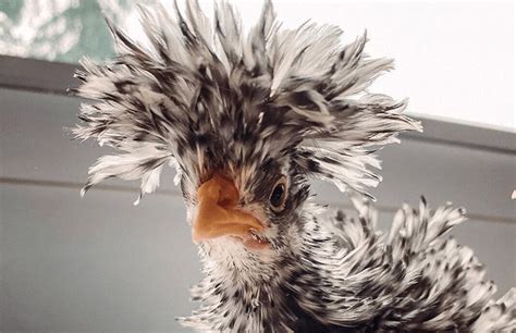 Frizzle Chickens Reasons To Buy Chicken Fans