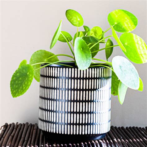 How To Repot A Chinese Money Plant The How To Home