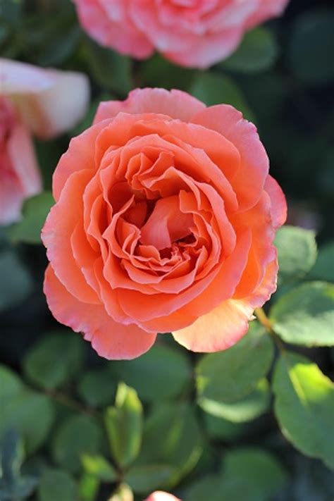 Rosa Adobe Sunrise™ Floribunda Devil Mountain Wholesale Nursery