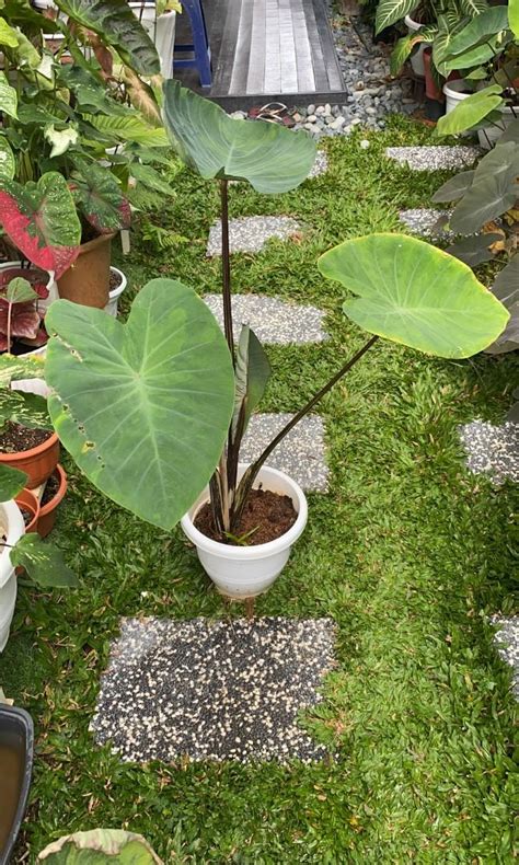 Colocasia Tiger Stripe Furniture Home Living Gardening Plants