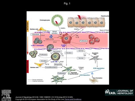 Macrophage Heterogeneity In Liver Injury And Fibrosis Ppt Download