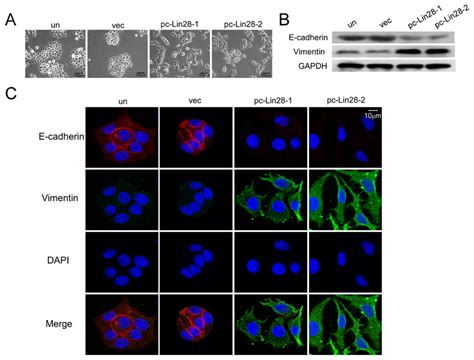 Lin28 Promotes Epithelial To Mesenchymal Transition In Mcf 7 Cells A Download Scientific