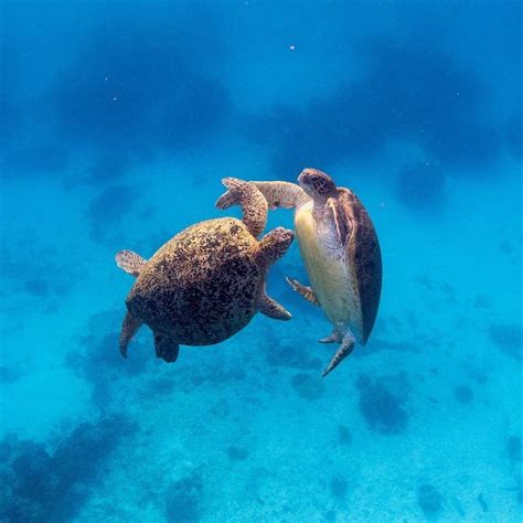 Blue Ocean On Instagram “turtles Mating In The Deep Blue Sea Photo By