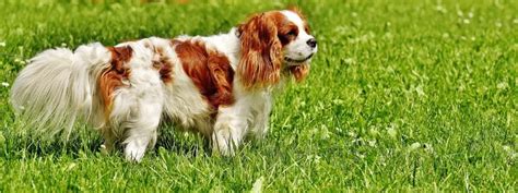 King Charles Spaniel: Description, Distribution, & Fun Facts