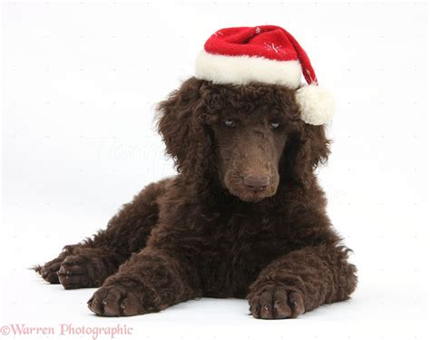 Dog: Chocolate Standard Poodle pup wearing a Santa hat photo WP38122