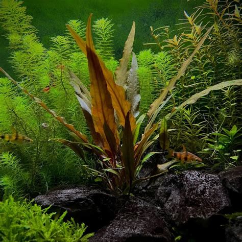 15+ Types of Cold Water Aquarium Plants (With Pictures) You Need to ...