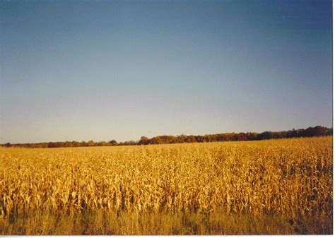 Fall Corn Field Photograph By Robert Floyd