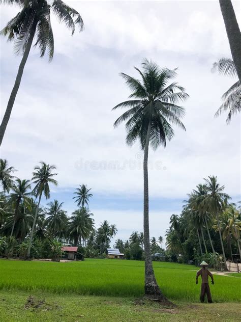 View Of Rice Paddy Field And Coconut Trees Stock Photo Image Of Food