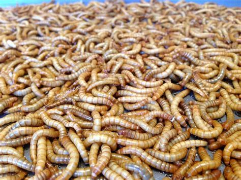 Amazon Giant Mealworms Live For Reptile Birds Chickens