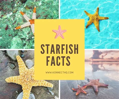 Starfish Facts for Kids - KonnectHQ