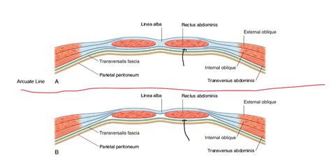 arcuate line Diagram | Quizlet