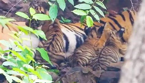 Famous Ranthambore Tigress T 84 Gives Birth To Three Cubs