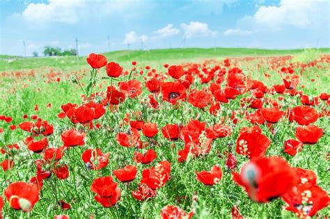 Premium Photo Field With Red Flowers Steppe Poppies In Spring